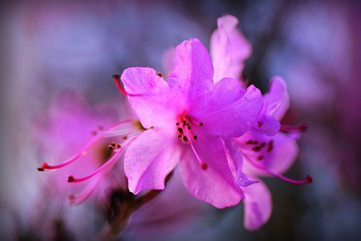 Rhododendron propagation and planting